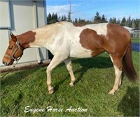 Ima Classy Redneck-13yr- 15HH- Gelding APHA