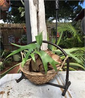 2 Staghorns pups in Basket