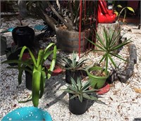 FL Plant Favorites, Agaves, Bromeliad, Dracaena