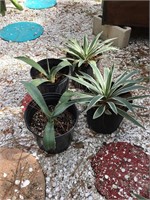 Plants Lot - Caribbean Agaves, Blue Agave Starts