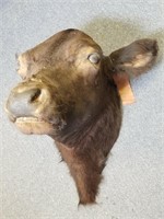 Taxidermy mount cow head, Danny George supermarket