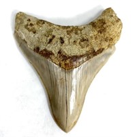 4" Megalodon Tooth