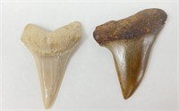 Pair Of Mako Shark Teeth