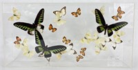 Framed 3D Butterfly Art Artist Signed