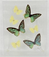 Framed 3D Butterfly Art Artist Signed