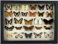 Framed Butterfly & Moth Specimens Art 16"x12 1/2"