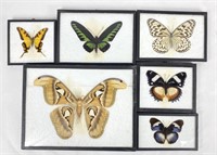 (6) Framed Butterfly and Moth Specimens Art