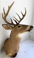 10 point Whitetail buck mount