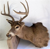 Small eight point whitetail buck rough mount