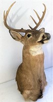 10 point Whitetail buck mount