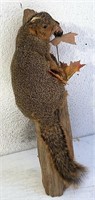 Red squirrel mount has bald spot