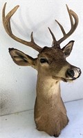 10 point Whitetail buck mount damage to nose