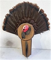 Eastern wild turkey fan