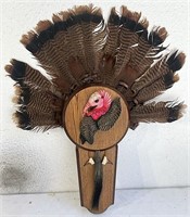 Eastern wild turkey Jake fan