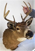 Small eight point Whitetail buck mount