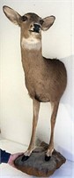 Whitetail doe mount