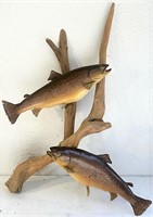 Mounted brown trout