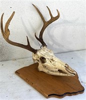 Eight point deer European mount