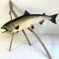 30 pound king salmon mount