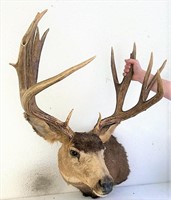 13 point mule deer mount