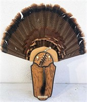Eastern wild turkey fan mount