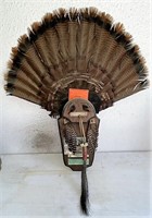 Eastern wild turkey fan mount
