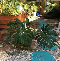 Philodendron Monstera Plant