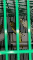 7 Unsexed Parakeets