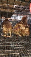 4 Pullets