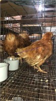 3 Pullets
