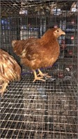 2 Pullets