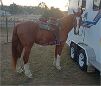 "Buster" Approx. 2005 QH x Gelding