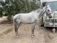 "Bug" 2010 Warmblood Gelding