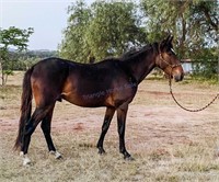 "Ernie" 2017 Gelding