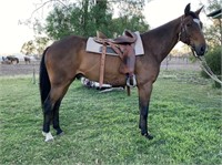 "Mick" 2005 ASH Gelding