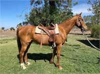 "Pistol" 2008 ASH Gelding