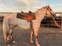 "True Blue" 2012 Pony Gelding