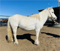 "Queen Queen" 2006 Shetland Pony Mare