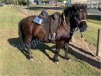 "Dudley" 2002 Shetland Pony Gelding