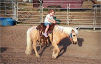 "Teddy" 2010 Pony Gelding