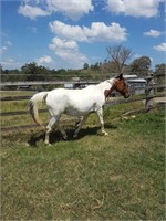 "Chewie" Approx. 2006 Paint Brood Mare