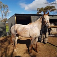 **WITHDRAWN** "Berry" 2012 QH Mare LOCATED SA
