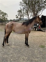 "Stylish Texas Lady" 2014 QH Mare