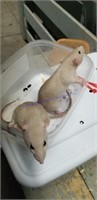 2 Female Rats