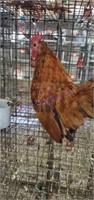 Serama Rooster - 4 Mos Old