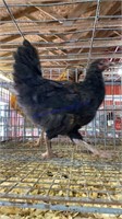 Black Copper Maran Rooster - 6 Mos Old