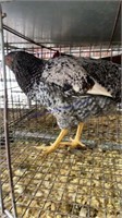 Speckled Mix Rooster - 7 Mos Old