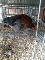 Black & Blue Copper Maran Rooster - 6 Mos Old