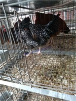 Cuckoo X Black Copper Maran Rooster - 6 Mos Old