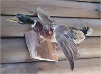 Duck Mount